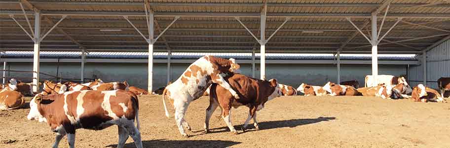 Sığırlarda Kızgınlık Dönemini Arttırmak