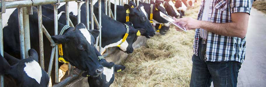 Sığır Yetiştiriciliğinde Karşılaşılan Sorunlar
