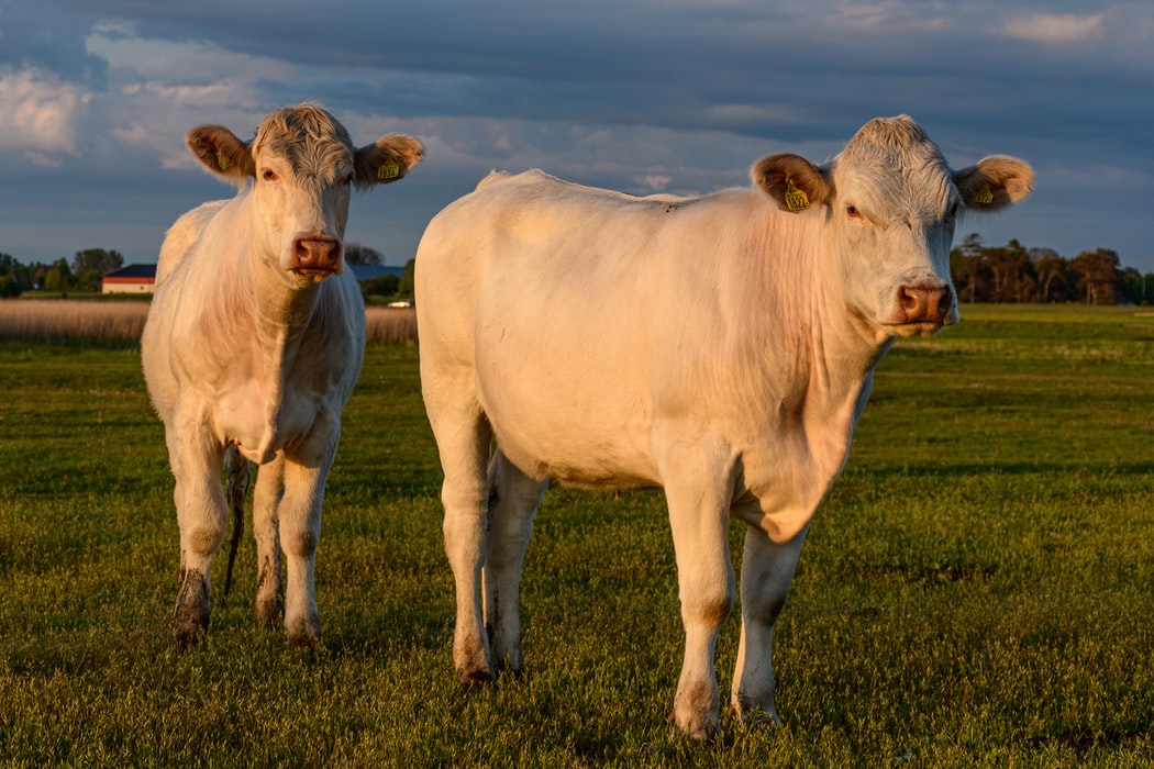 Charolais