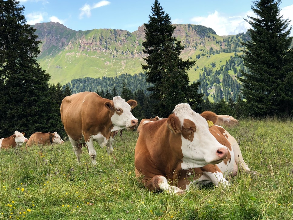 Simmental