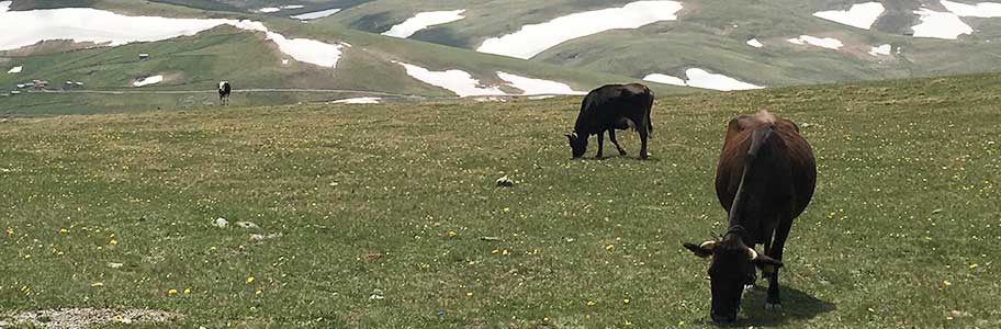 Büyükbaş Hayvanlarda Tırnak Sağlığı