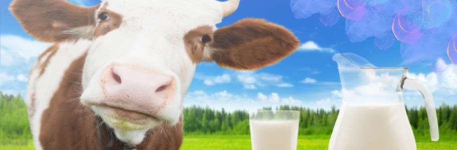 İnek Günde Kaç Litre Süt Verir?