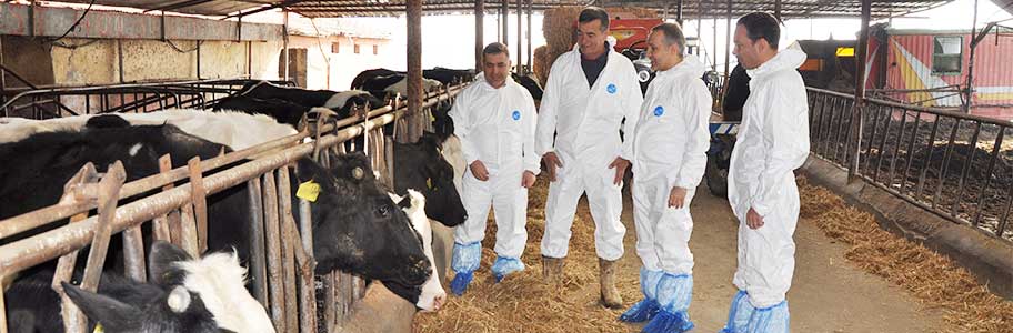 Sığır Hastalıklarında Öncelikli Mücadele Yöntemi