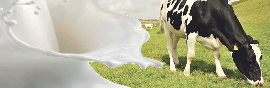 Süt Bileşimi, Rasyon ve Sığır Sağlığı