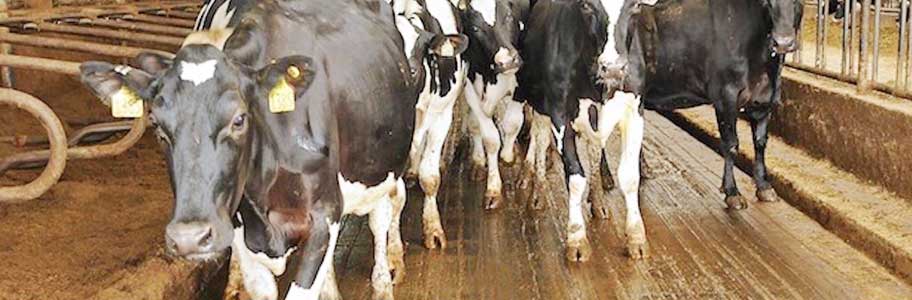 Süt ve Besi Çiftliği Gübre Yönetimi