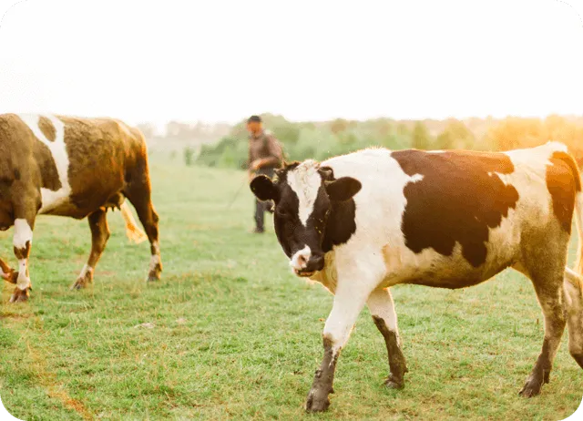 Besi Sığırları İçin Optimize Edilmiş Parametreler